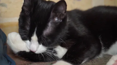 The cat lickens Stock Footage 73592354