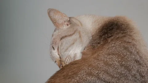Cat licking and cleaning it self Видео 77986993