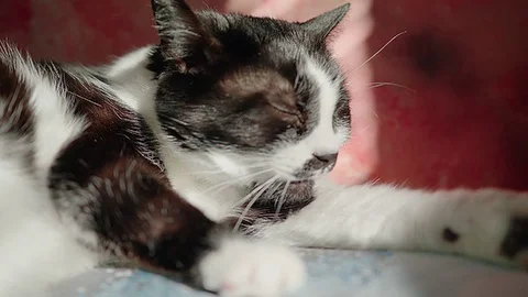 Cat licking bathing close up 60fps Stock Footage 83752758