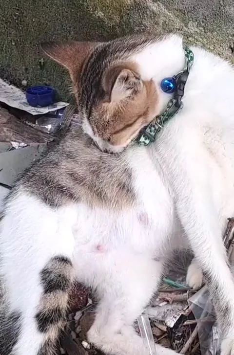 Cat licking body. Stock-Footage 324837567