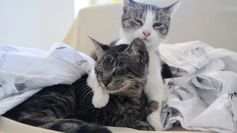 Cat licking face of other. Two cats grooming each other at home Stock-Footage 128600738