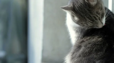 Cat licking Stock Footage 1099103