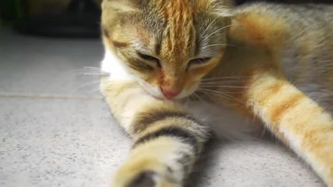Cat licking Stock Footage 289036601