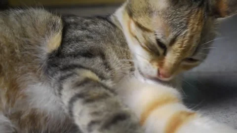 Cat licking Stock Footage 289036605