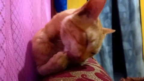 Cat Licking Front Leg Showing Tongue Close Up 库存影片 337033191