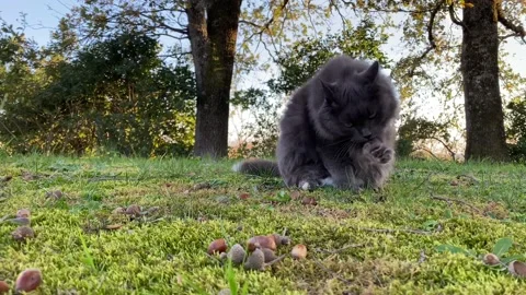 Cat Licking On The Grass Under The Trees On A Windy Day - 4K Stock Footage 143327119