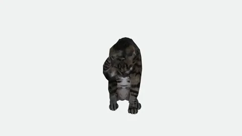 The cat is licking her hand from the front angle on a white screen Stock Footage 246730702