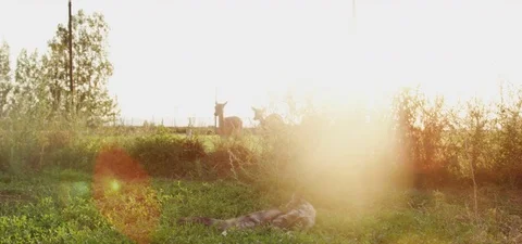 Cat licking herself while herd of deer grazing behind in the field Stock Footage 76273958