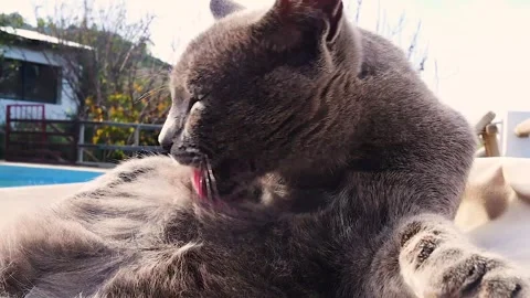A Cat Licking Its Body in the Sun Stock Footage 300683412