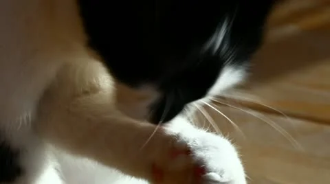 Cat licking its fur (close-up) Stock Footage 10899351