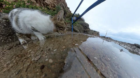 A Cat Licking Its Lips After Drinking from a Rain Puddle on a Gravel Path, Next Stock Footage 296588691