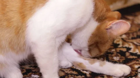 Cat licking its paw Stock Footage 44219121