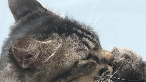 Cat Licking Its Paw Stock Footage 71695460