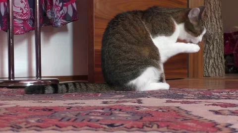 Cat is licking its paws Video stock 53336897