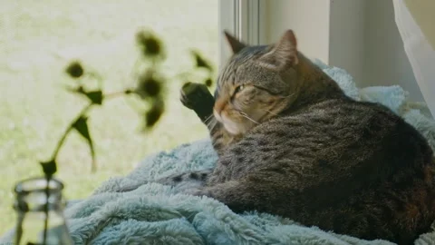 Cat Licking its paws Stock Footage 237045624