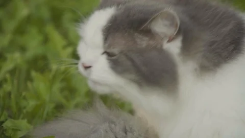 Cat licking it's tail 4k Stock Footage 94253553
