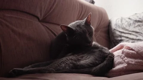 Cat licking itself 01 Video stock 308033360