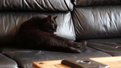Cat, Licking itself, Couch Stock Footage 80061099