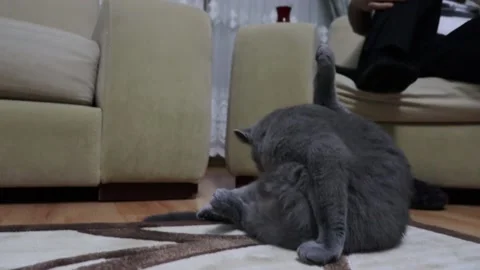Cat licking itself self cleaning gray cat Stock Footage 203971515