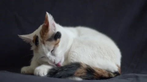 The cat is licking itself in slow motion Stock Footage 273677035