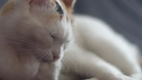 The cat is licking itself in slow motion Stock Footage 273677905