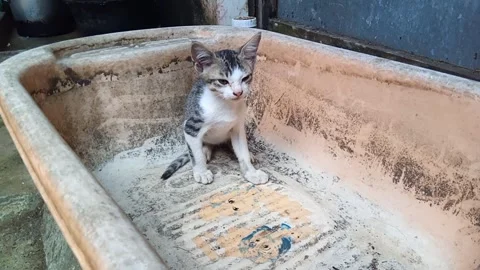 Cat licking itself in the tub Stock Footage 250651254