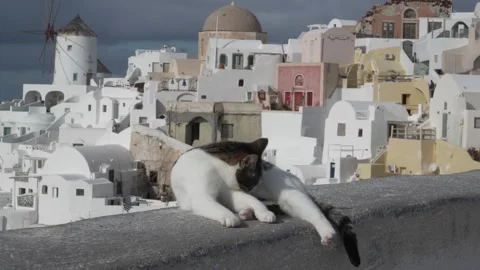 Cat Licking on Ledge with Santorini Background Video stock 327773288