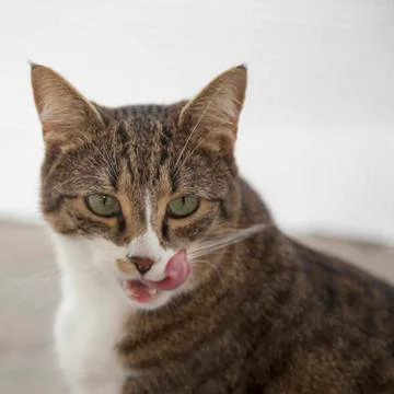 Cat licking lips Foto stock