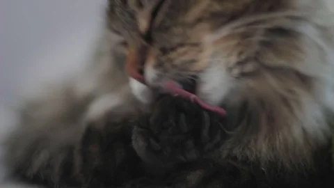Cat licking paw Stock Footage 71460159