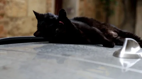 Cat licking paws Stock Footage 92210494