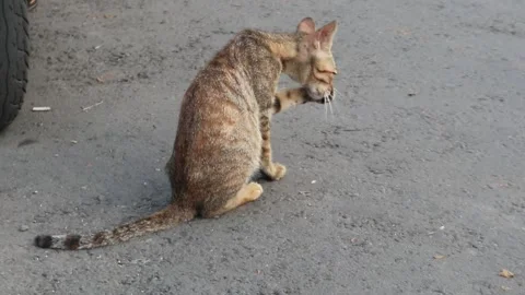 Cat Licking Paws Roadside Stock Footage 240595321