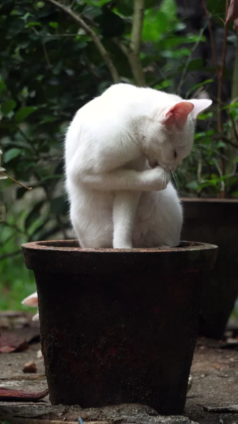 Cat licking paws sitting in a flower pot. Stock Footage 278092455