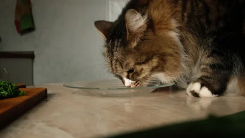 Cat licking plate on the table Stock Footage 155054478