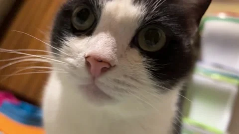 Cat licks after eating in the kitchen Video stock 220740502