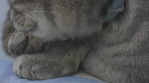 Cat licks and cleans her paws Stock Footage 151487147