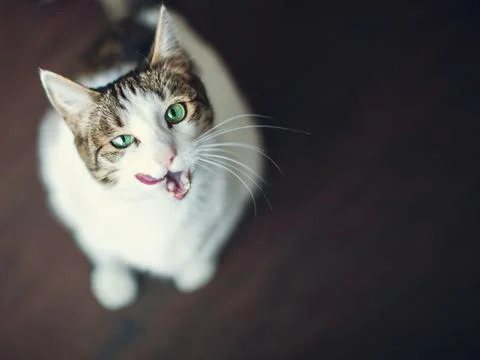 Cat licks and looking up Stock Photos