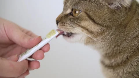 The cat licks the cat puree from the packaging Stock Footage 143471016
