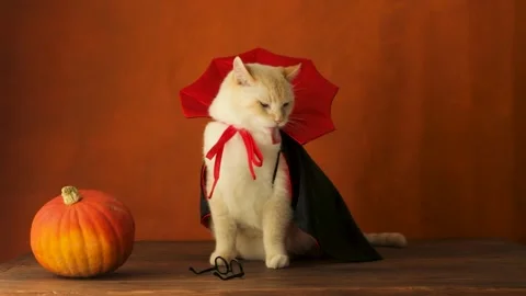 The cat licks, the cat sits in a vampire costume on Halloween Stock Footage 249812655