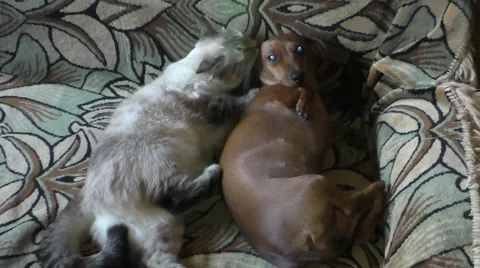 Cat licks a dog Video stock 54930675