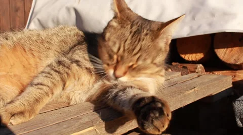 Cat licks Stock Footage 34938362