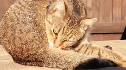 Cat licks Stock Footage 34963500