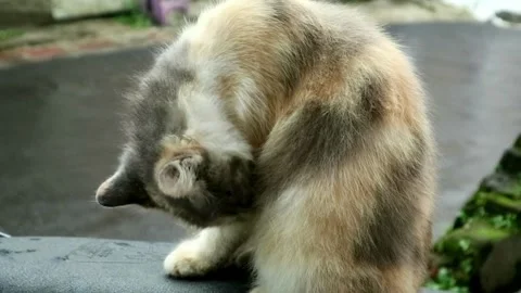 Cat licks fur Stock-Footage 331816683