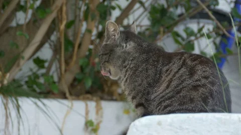 Cat Licks her Lamb Stock Footage 77353391