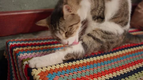 The cat licks his leg Stock Footage 274487200