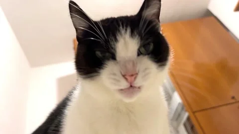 Cat licks his nose Video stock 220740334