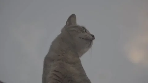 Cat licks his nose Video stock 243157085