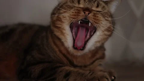 The cat licks his paws and yawns home pets the teeth fangs striped cat Stock Footage 168733009