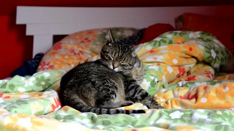 Cat licks at home in bed Stock Footage 46568551