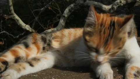 Cat licks its feathers. Cat cleans its feathers. cat lies in the sun. Close up Stock Footage 120389350