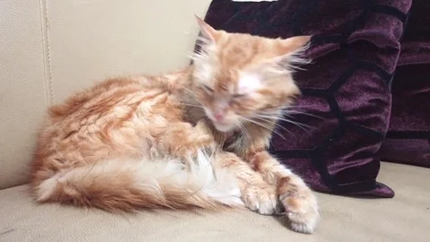 Cat licks its fur Stock Footage 267629809
